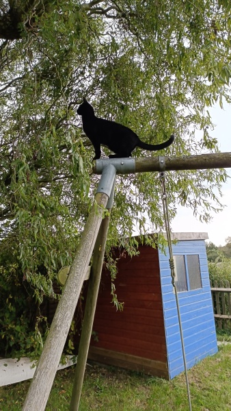 Black cat appreciation (pics please)