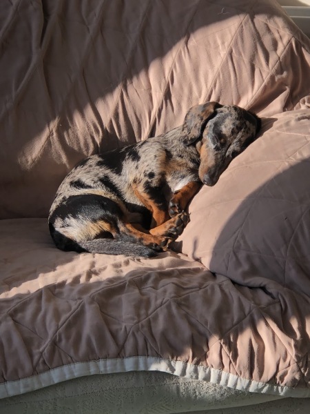 I love my little dog so much.