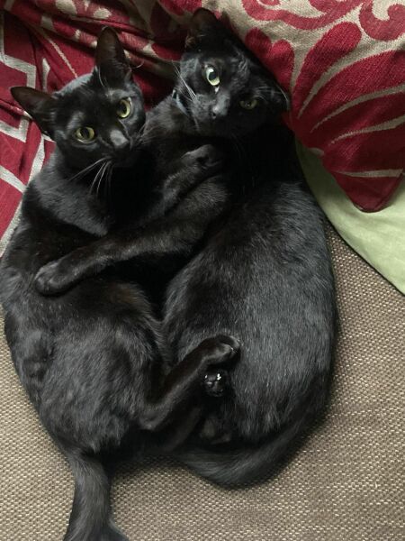 Black cat appreciation (pics please)