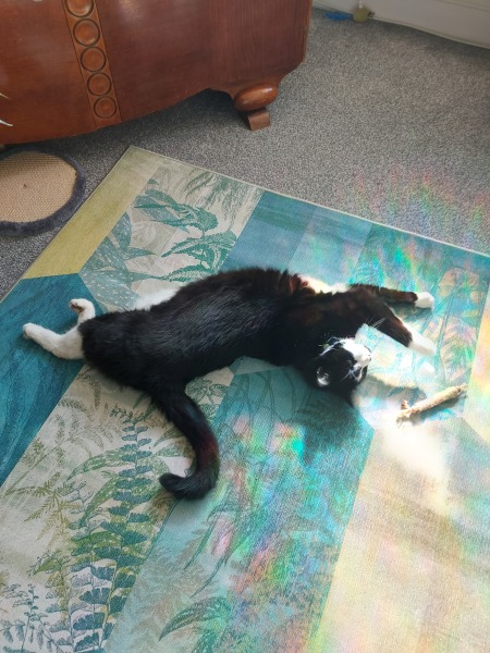 Board for owners of the most beautiful cats