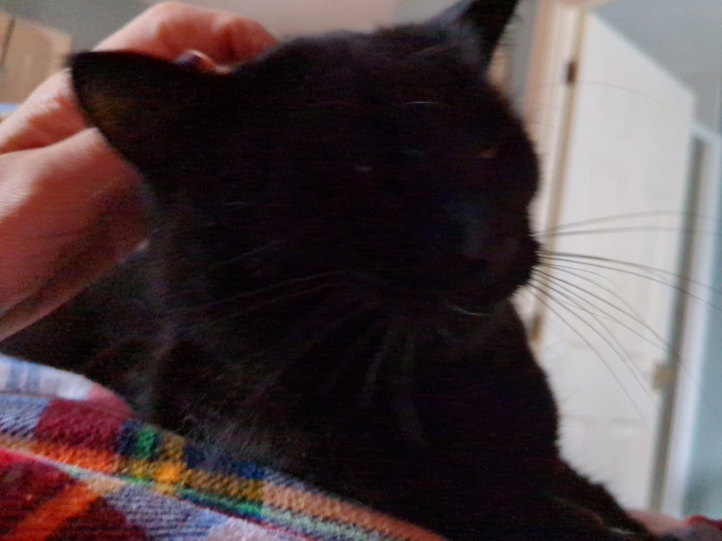 Black cat appreciation (pics please)