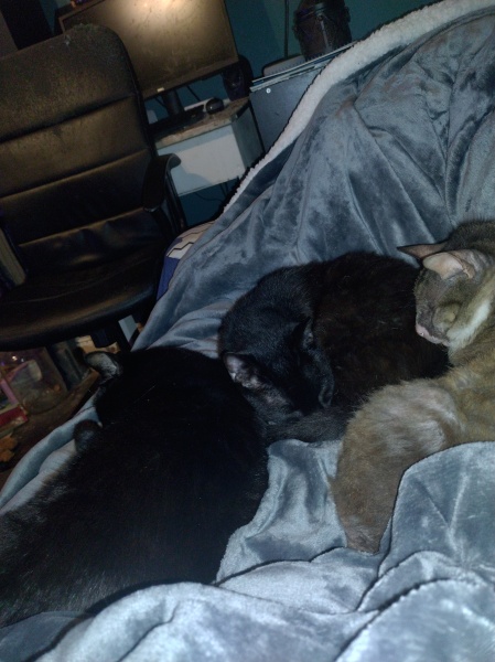 Flounders or Flouncers? The Excellent Cats continue their important debate