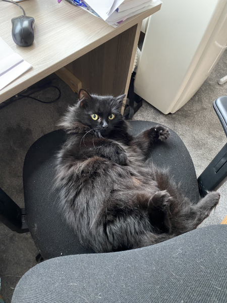 Black cat appreciation (pics please)