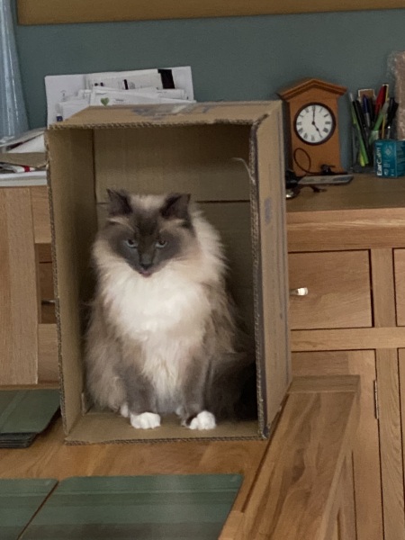 Cat sitter