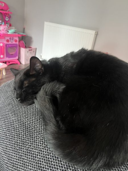 Black cat appreciation (pics please)