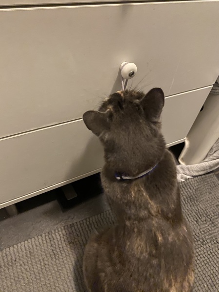 Flounders or Flouncers? The Excellent Cats continue their important debate