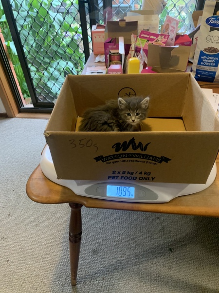 Enter Cat Four