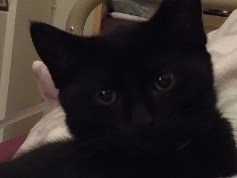 Trick or Cat Treat? The Excellent Cats do Halloween