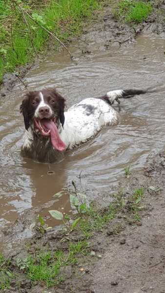 October’s dog of the month: Share your autumn dog photos & win £100 prize bundle!