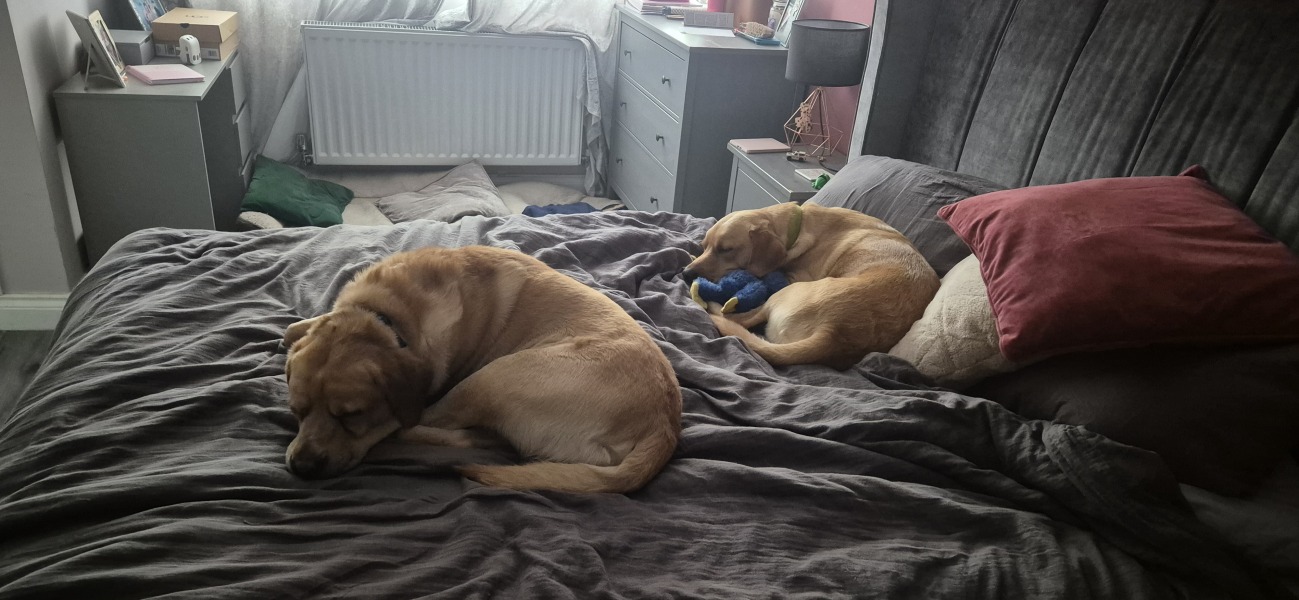 anyone with 4 or more children got a dog?