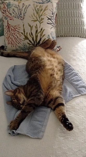 Flounders or Flouncers? The Excellent Cats continue their important debate