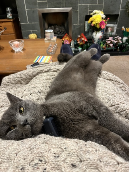 Flounders or Flouncers? The Excellent Cats continue their important debate