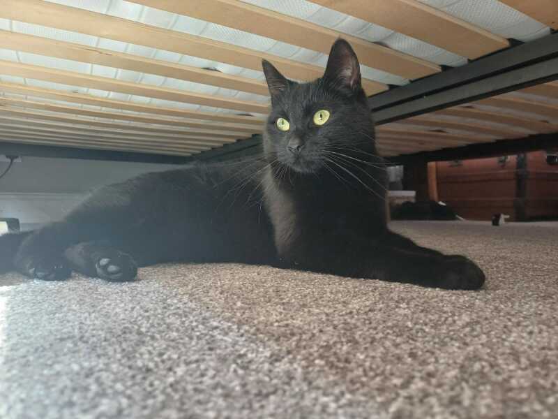 Black cat appreciation (pics please)