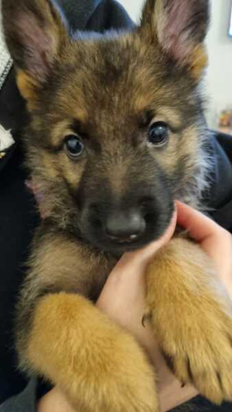 Do you regret getting your dog?