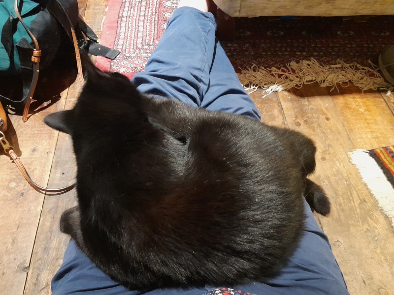 I want to go to bed but I'm cat trapped...