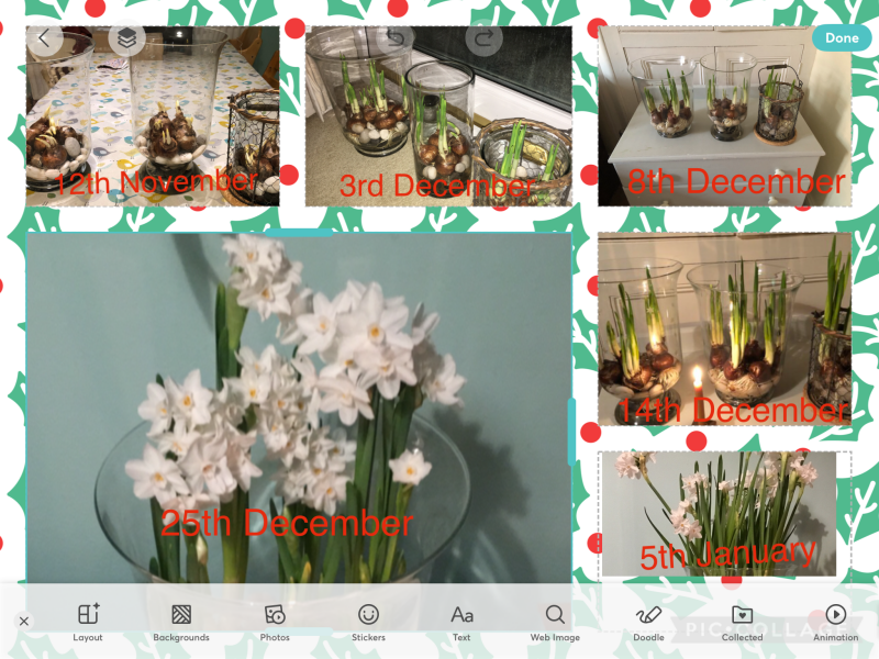 Poncetastic Christmas 2024