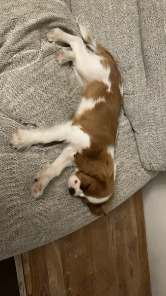 I love my little dog so much.
