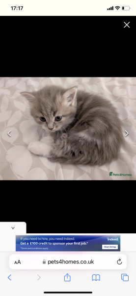 Settling in a new kitten