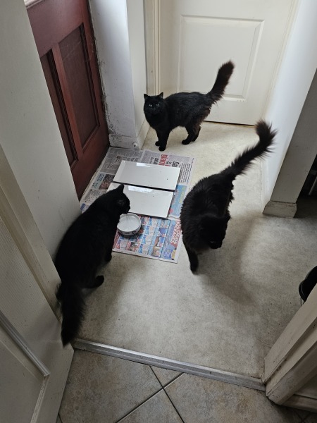 Thread 10 Starmer: First Female Chancellor delivers the Budget