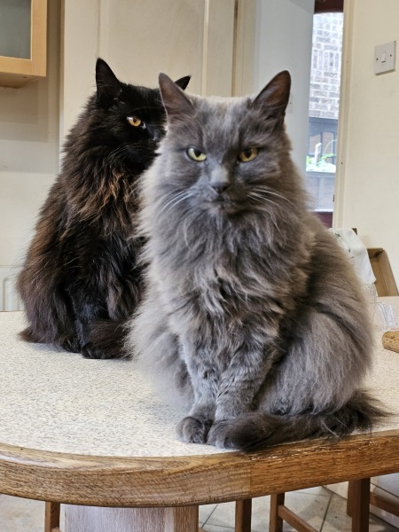 Board for owners of the most beautiful cats