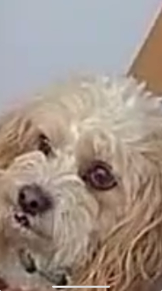 Dog came to our house viewing