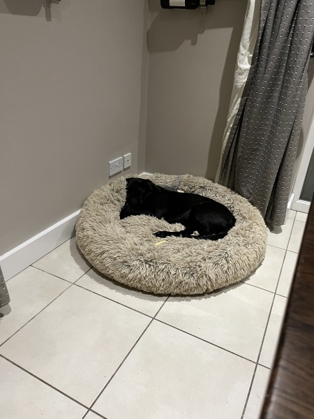 Puppy Survival Thread for New and Old Pups - here comes winter 2024
