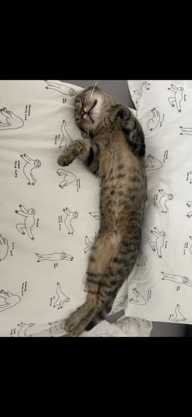 Romanian rescue cat worrying behaviour