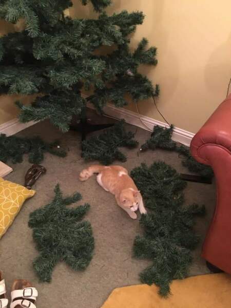 First time cat owner. Will the cat wreck my Xmas tree ?