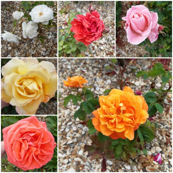 Which roses do you have?
