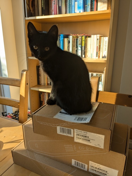 Black cat appreciation (pics please)