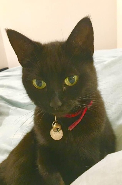 Black cat appreciation (pics please)