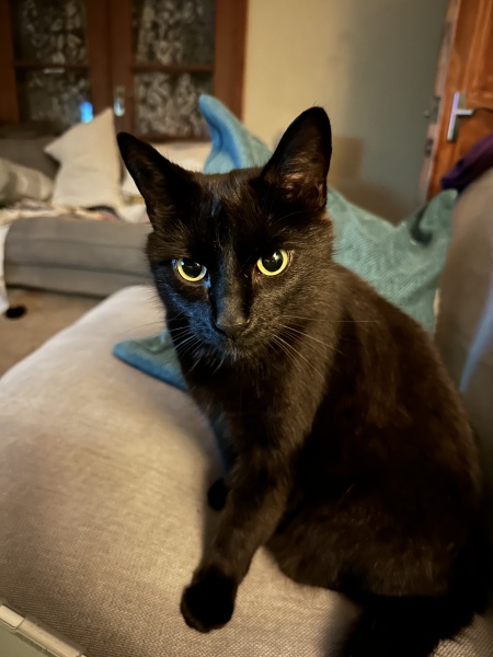 Black cat appreciation (pics please)