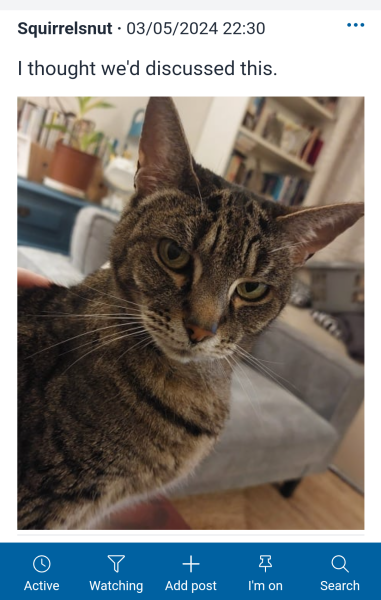 Flounders or Flouncers? The Excellent Cats continue their important debate