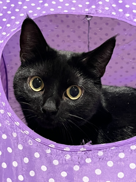 Black cat appreciation (pics please)