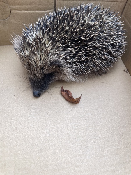 I rescued a hedgehog today!