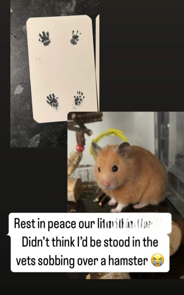 To wait till morning to get hamster seen at vets