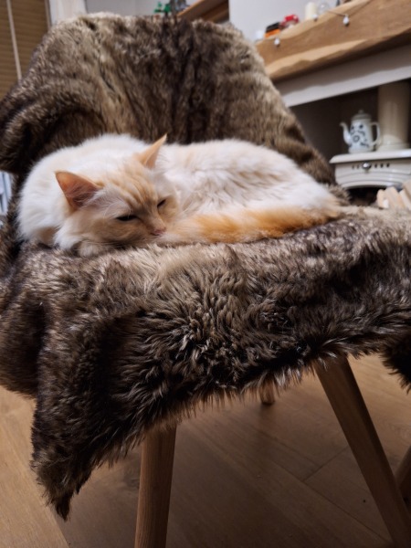 The Nigel Slater Christmas Chronicles Readalong 2024