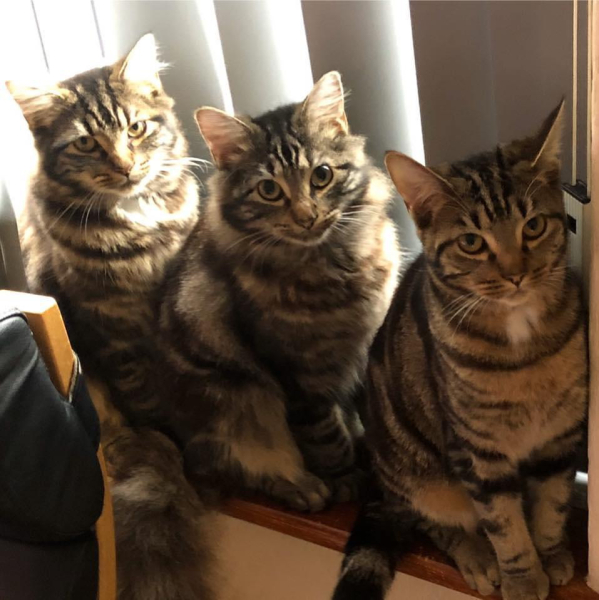 Board for owners of the most beautiful cats