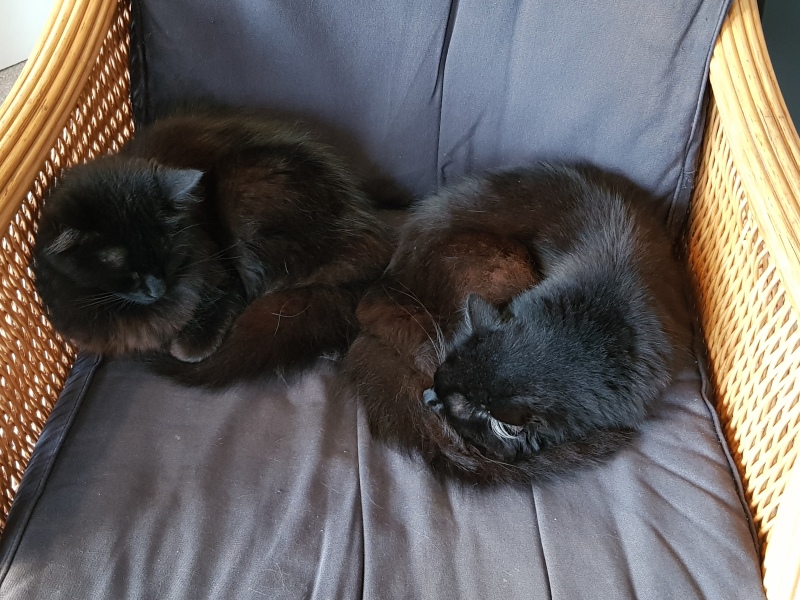 Black cat appreciation (pics please)