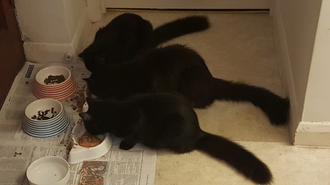Black cat appreciation (pics please)