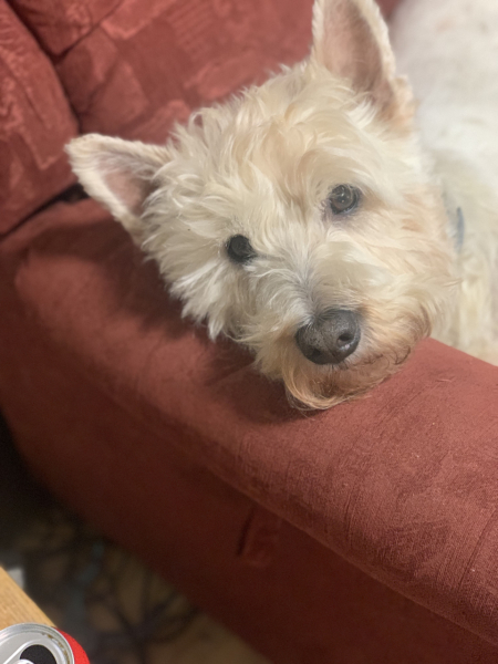 Does your dog ever look at you  like this