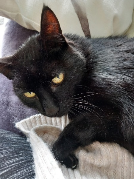If you could have one actual conversation with your cat what would it be?