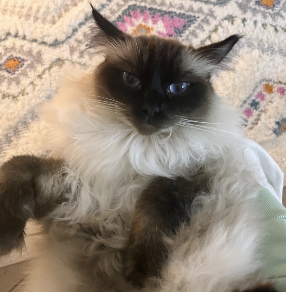If you could have one actual conversation with your cat what would it be?