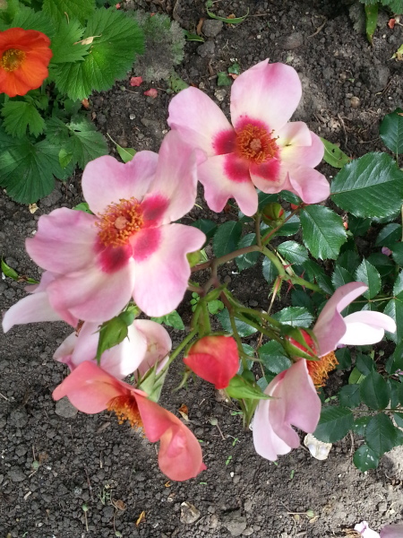 Which roses do you have?