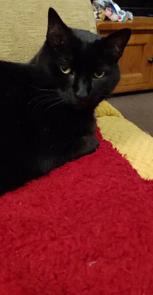 Black cat appreciation (pics please)