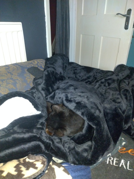 Flounders or Flouncers? The Excellent Cats continue their important debate