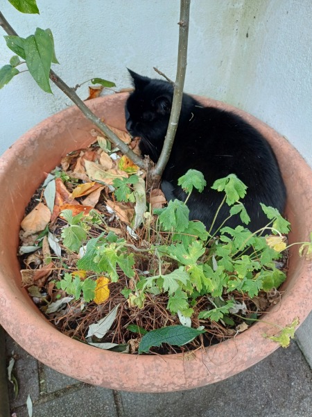 Bluestocking! The Gerbical