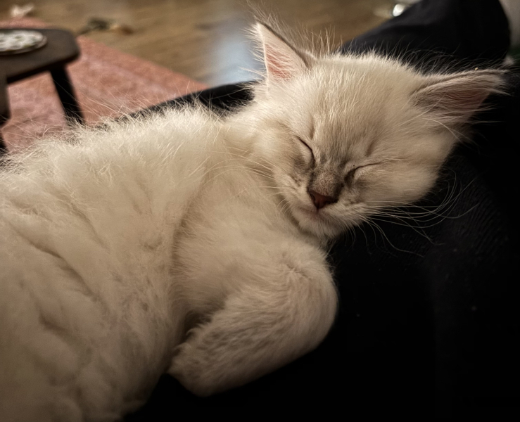 What would you name my daughter's new kitten (with pics!)?