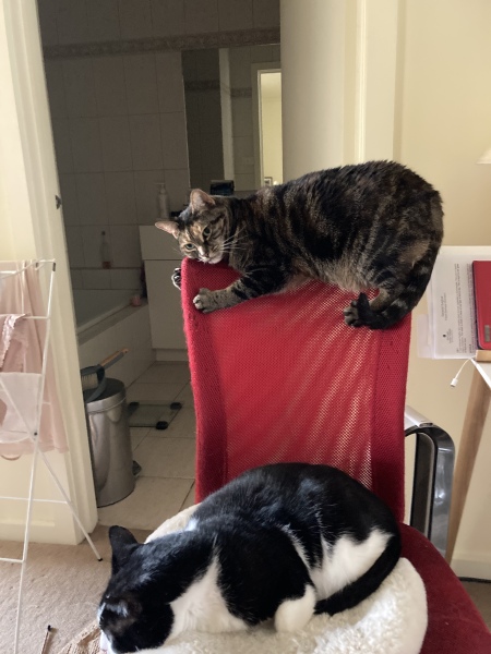 Flounders or Flouncers? The Excellent Cats continue their important debate