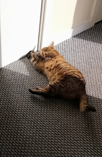 Flounders or Flouncers? The Excellent Cats continue their important debate